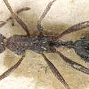 Image of Aphaenogaster campana Emery 1878