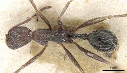 Image of Aphaenogaster campana Emery 1878