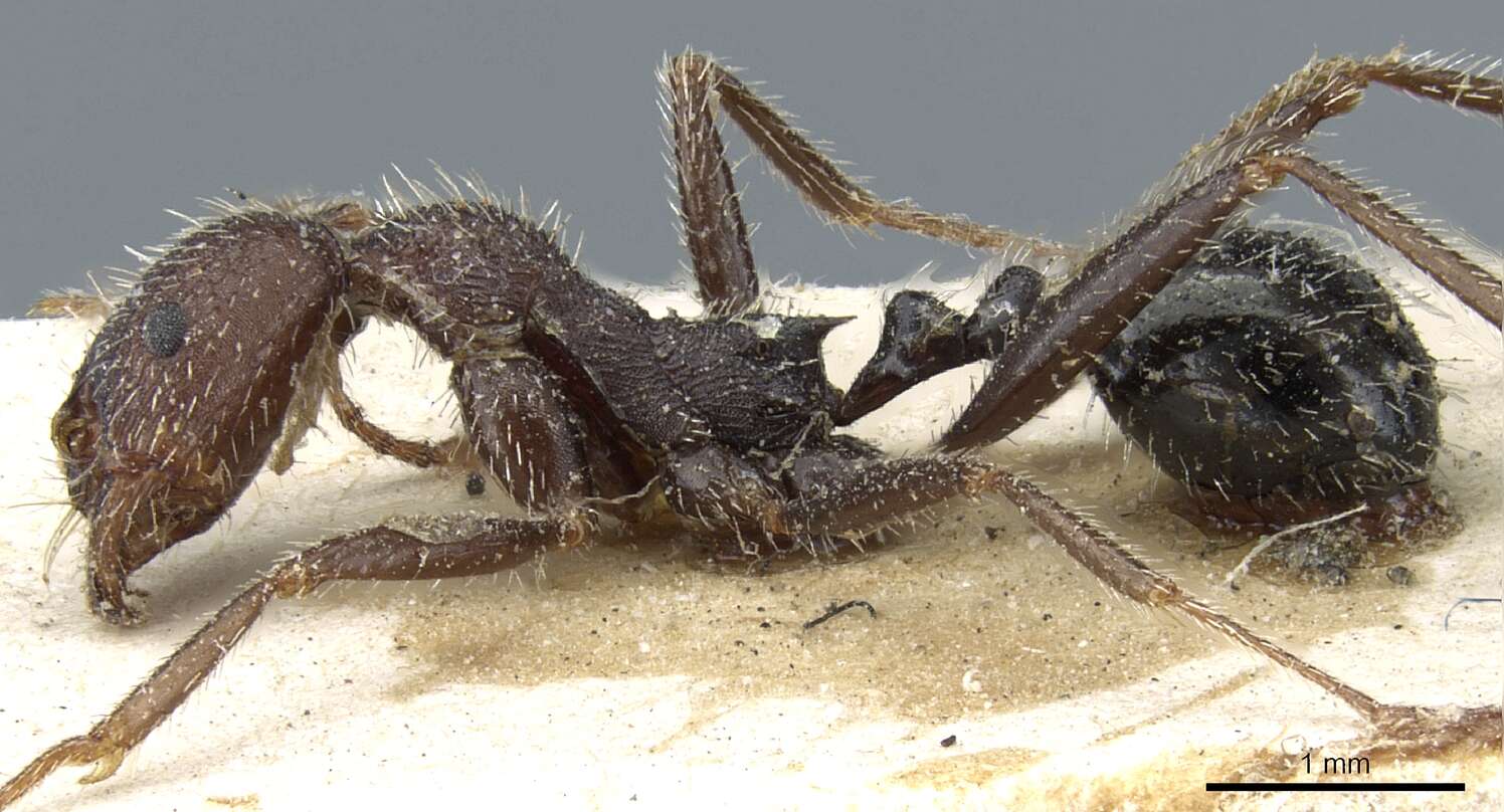 Image of Aphaenogaster campana Emery 1878