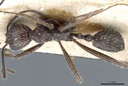 Image of Aphaenogaster spinosa Emery 1878