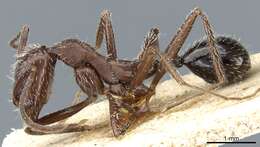 Image of Aphaenogaster spinosa Emery 1878