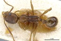 Image de Aphaenogaster fulva Roger 1863