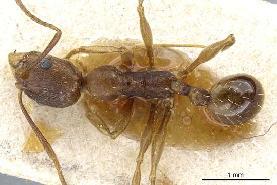 Image of Aphaenogaster fulva Roger 1863