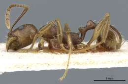 Image de Aphaenogaster fulva Roger 1863