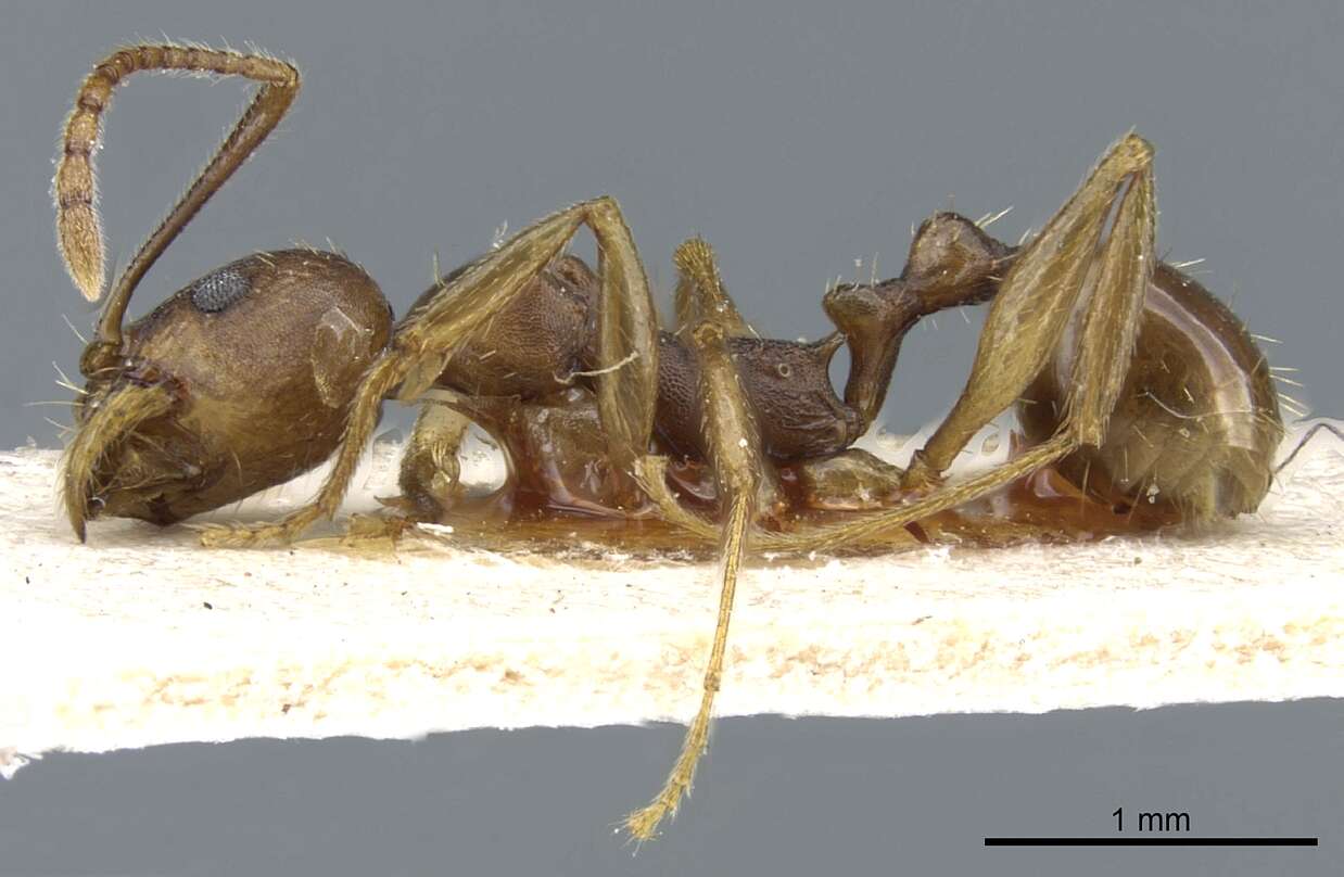 Image de Aphaenogaster fulva Roger 1863