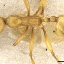 Aphaenogaster festae Emery 1915的圖片