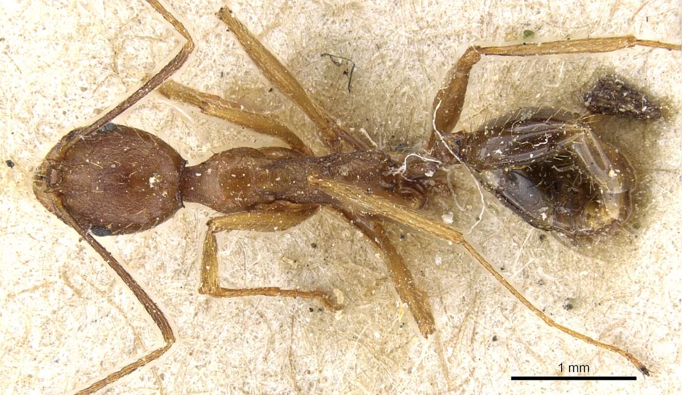 Image of Aphaenogaster ovaticeps (Emery 1898)