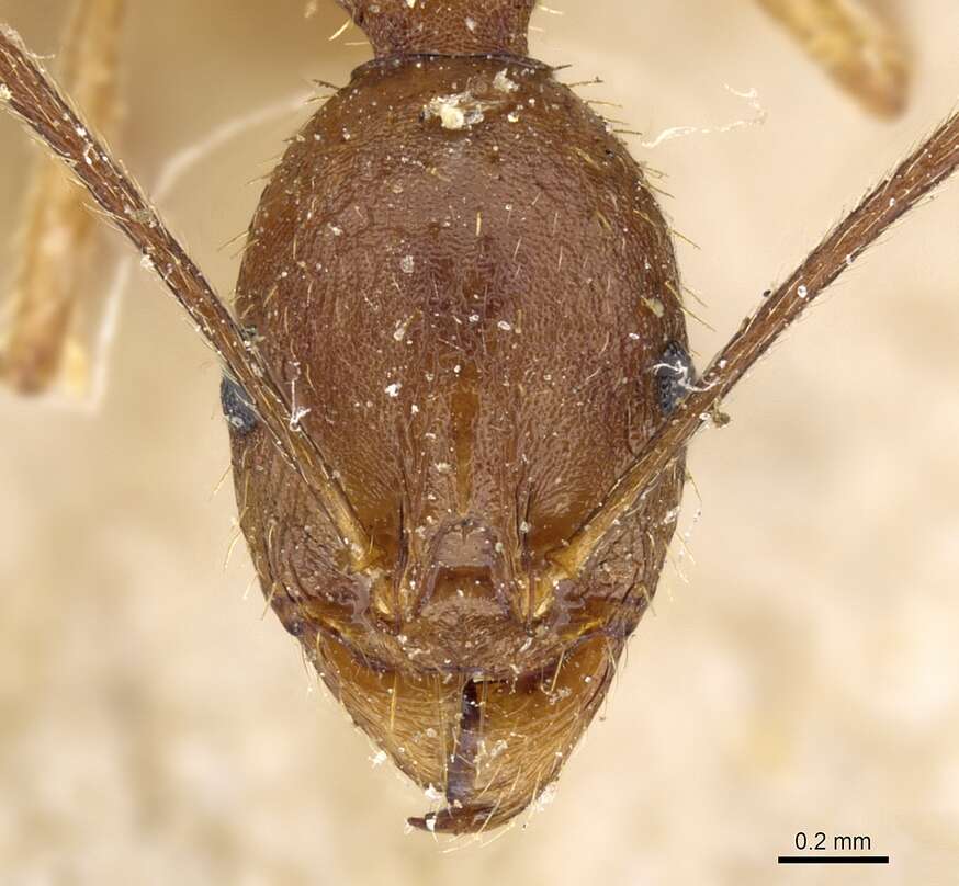 Image of Aphaenogaster ovaticeps (Emery 1898)