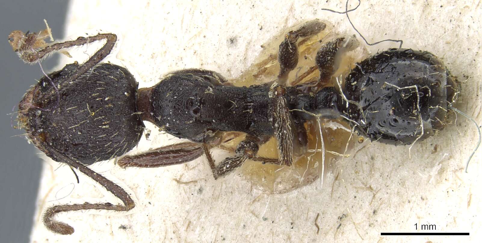 Image of Aphaenogaster mauritanica