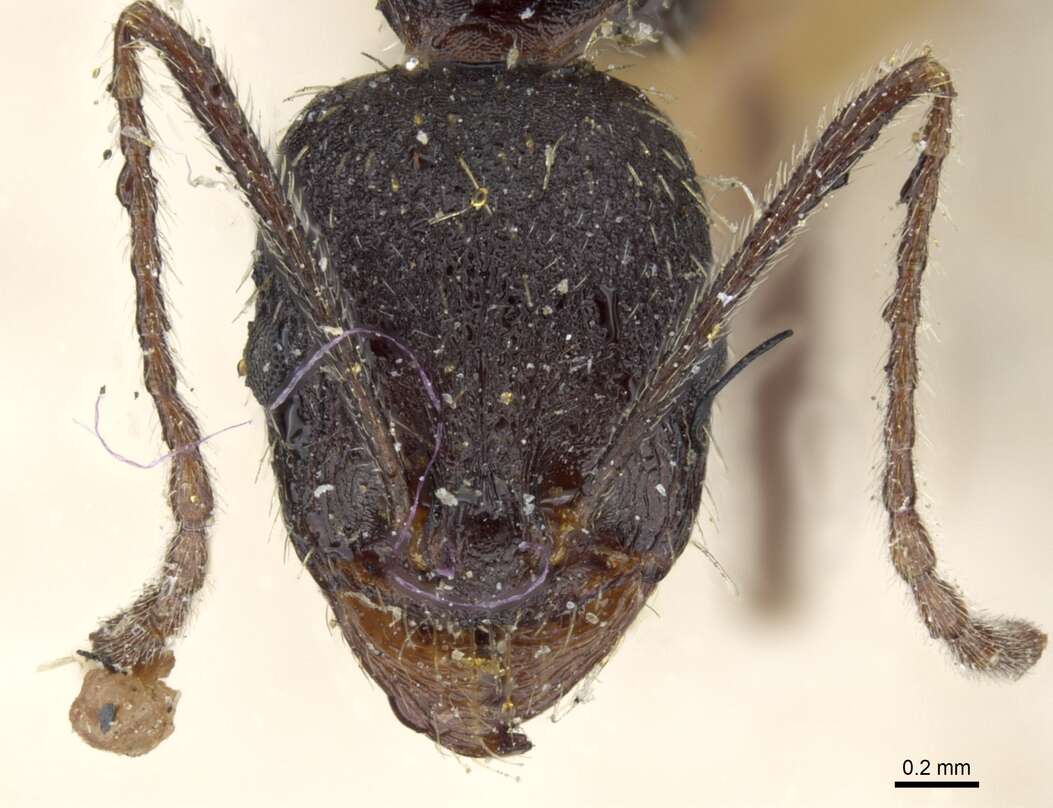 Image of Aphaenogaster mauritanica