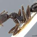 Image of Aphaenogaster mauritanica