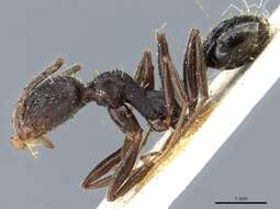 Image of Aphaenogaster mauritanica