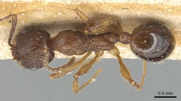 Image of Aphaenogaster strioloides Forel 1890