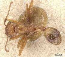 Image de Aphaenogaster syriaca Emery 1908