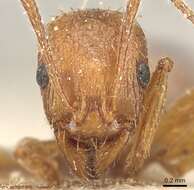 Image de Aphaenogaster syriaca Emery 1908