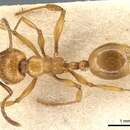 Слика од Aphaenogaster holtzi (Emery 1898)