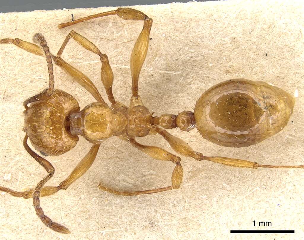 Image of Aphaenogaster holtzi (Emery 1898)