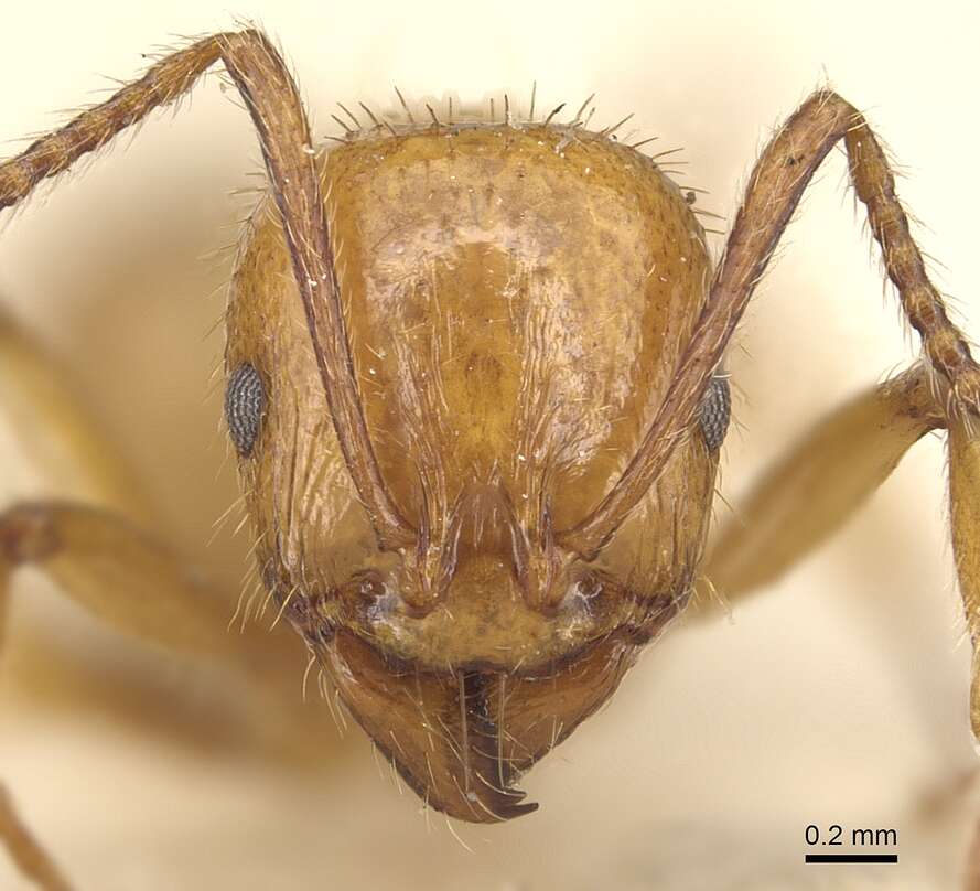 Image of Aphaenogaster holtzi (Emery 1898)