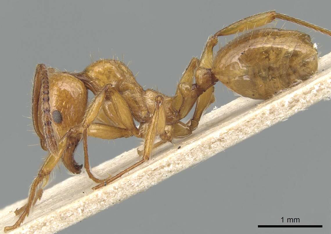 Image of Aphaenogaster holtzi (Emery 1898)