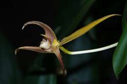 Image de Bulbophyllum lobbii Lindl.