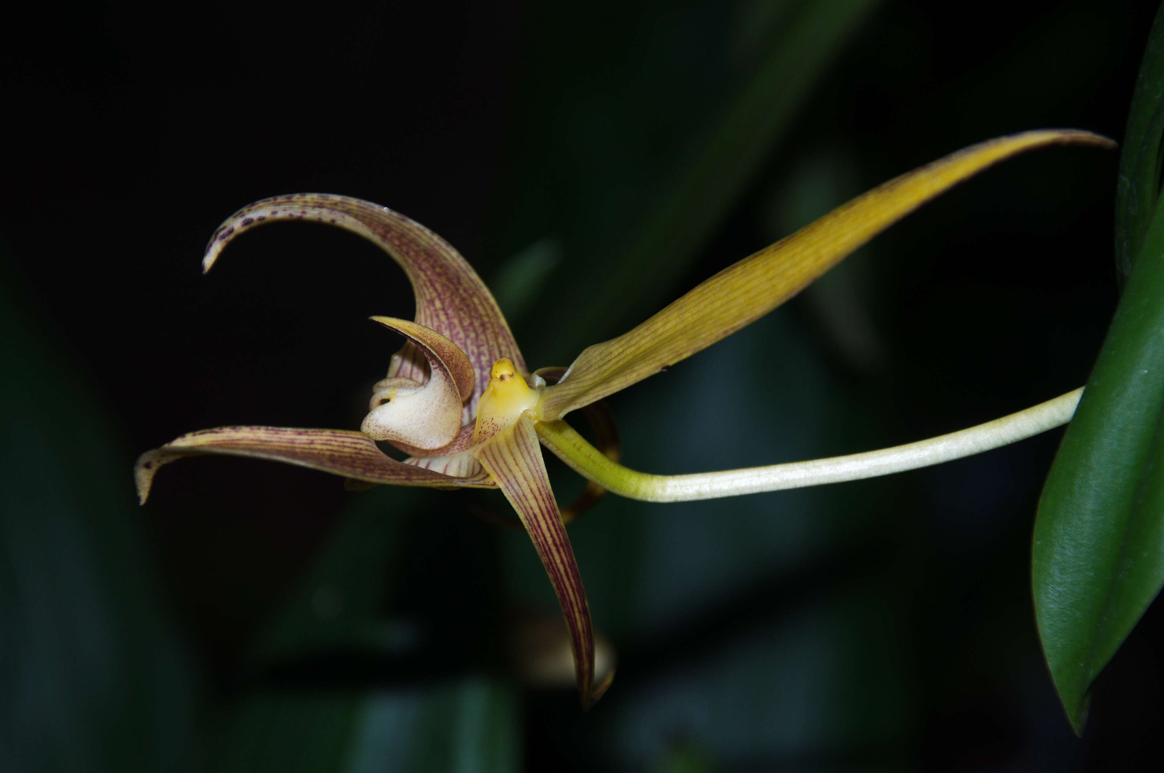 Image de Bulbophyllum lobbii Lindl.