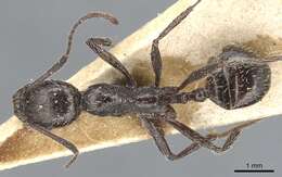 Image of Aphaenogaster spinosa Emery 1878