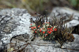 Слика од Cladonia cristatella Tuck.