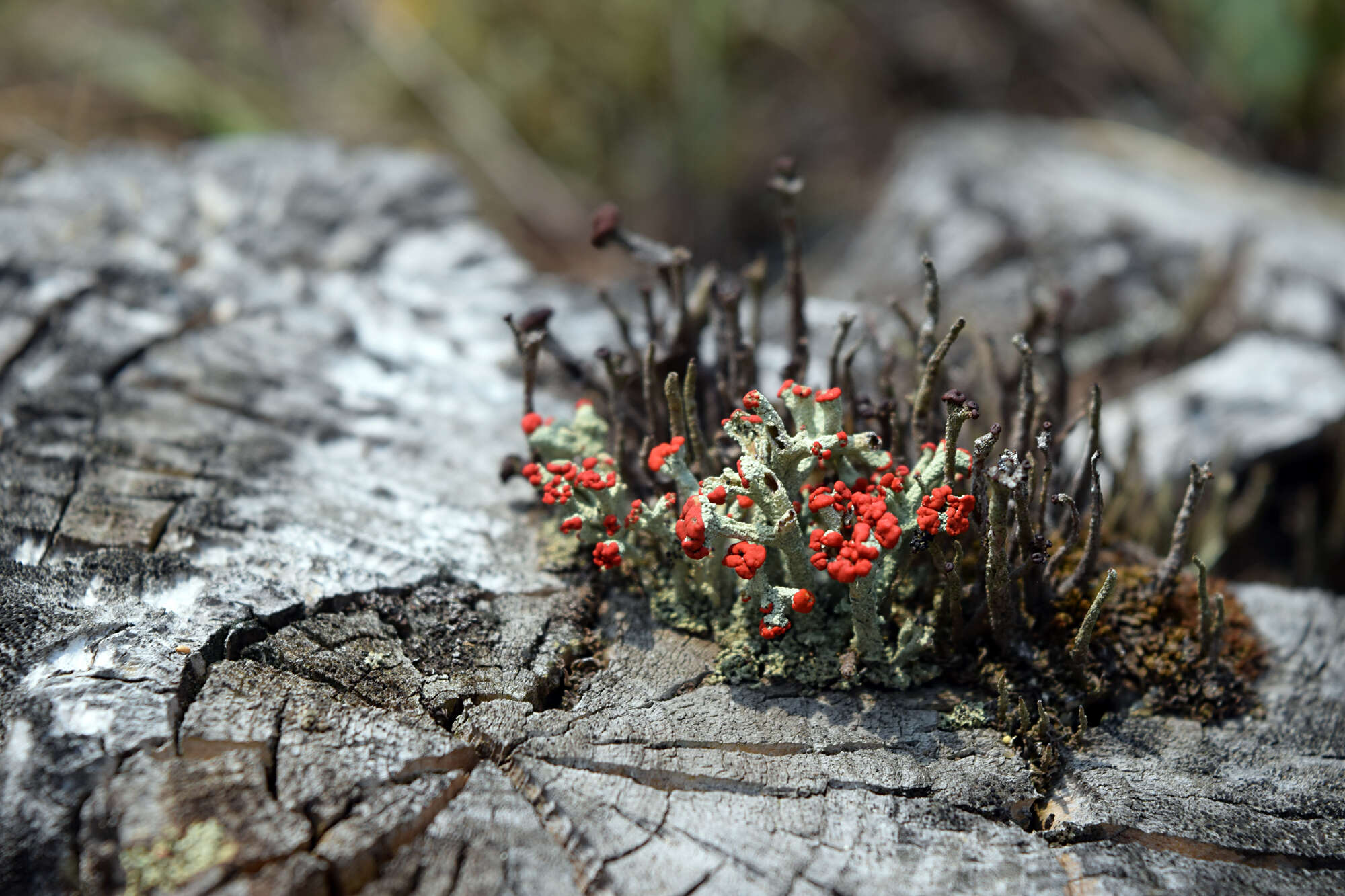 Image of cup lichen