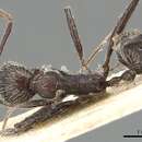 Image of Aphaenogaster inermita Bolton 1995