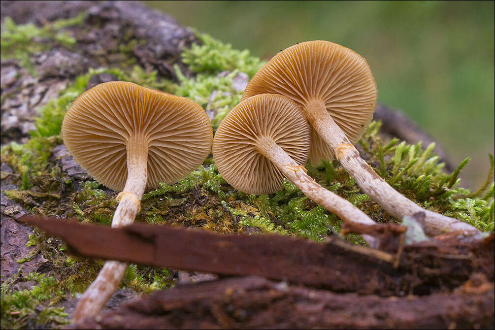 Image of Conocybe arrhenii (Fr.) Kits van Wav. 1970