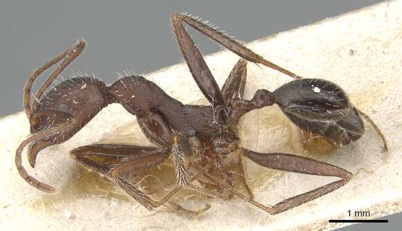 Image of Aphaenogaster balcanica (Emery 1898)