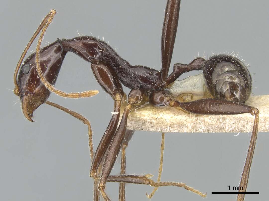 Image of Aphaenogaster cecconii Emery 1894