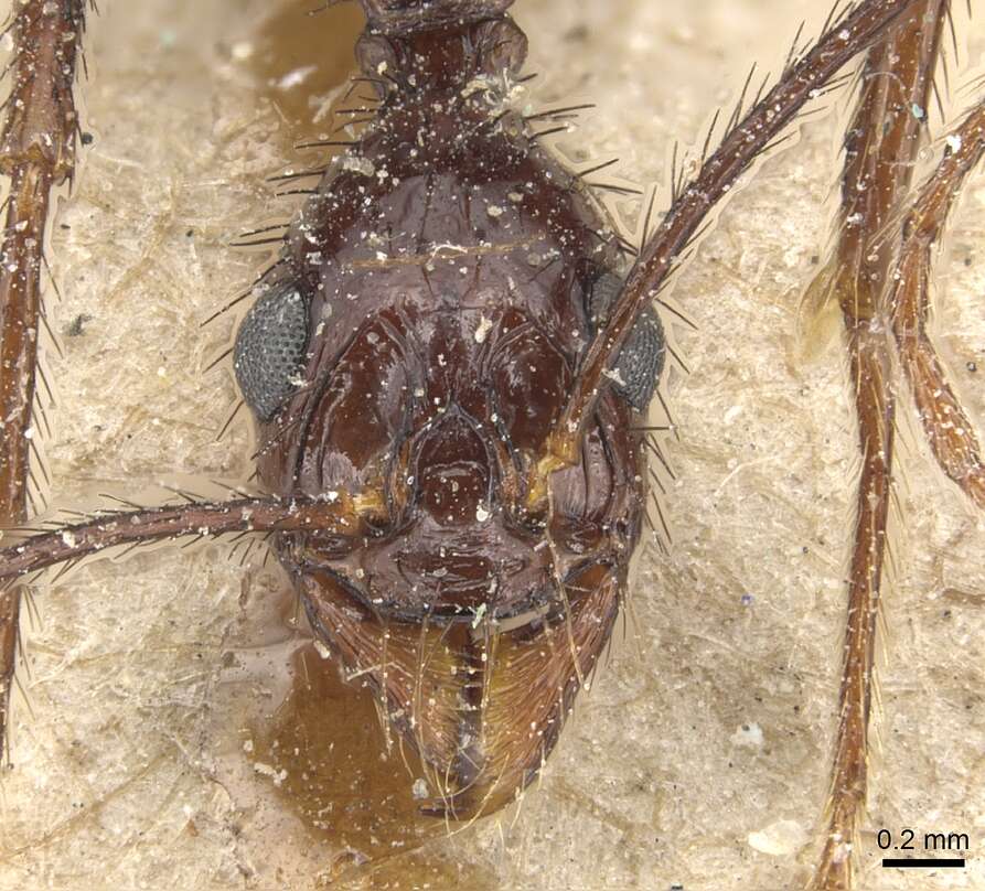 Image of Aphaenogaster beccarii Emery 1887