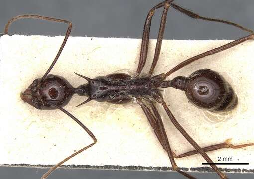 Aphaenogaster quadrispina Emery 1911的圖片