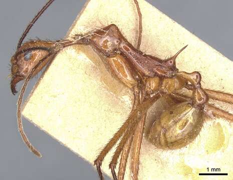 Image of Aphaenogaster dromedaria (Emery 1900)