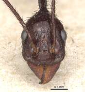 Image of Aphaenogaster dromedaria (Emery 1900)