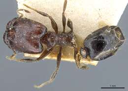 Image of Pheidole xocensis Forel 1913