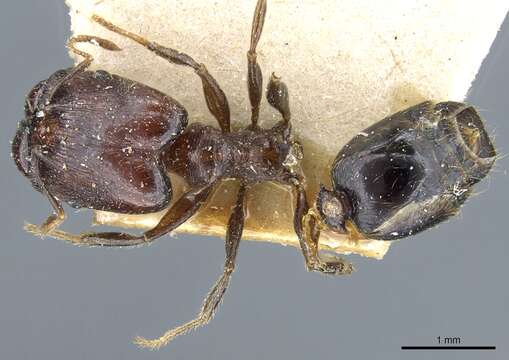 Image of Pheidole xocensis Forel 1913