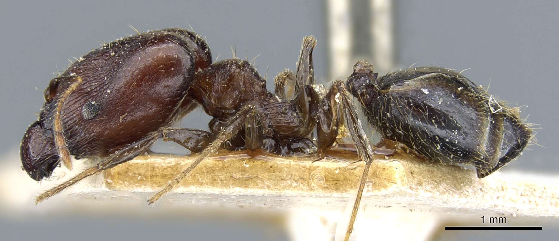 Image of Pheidole xocensis Forel 1913