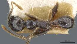 Image of Pheidole xocensis Forel 1913