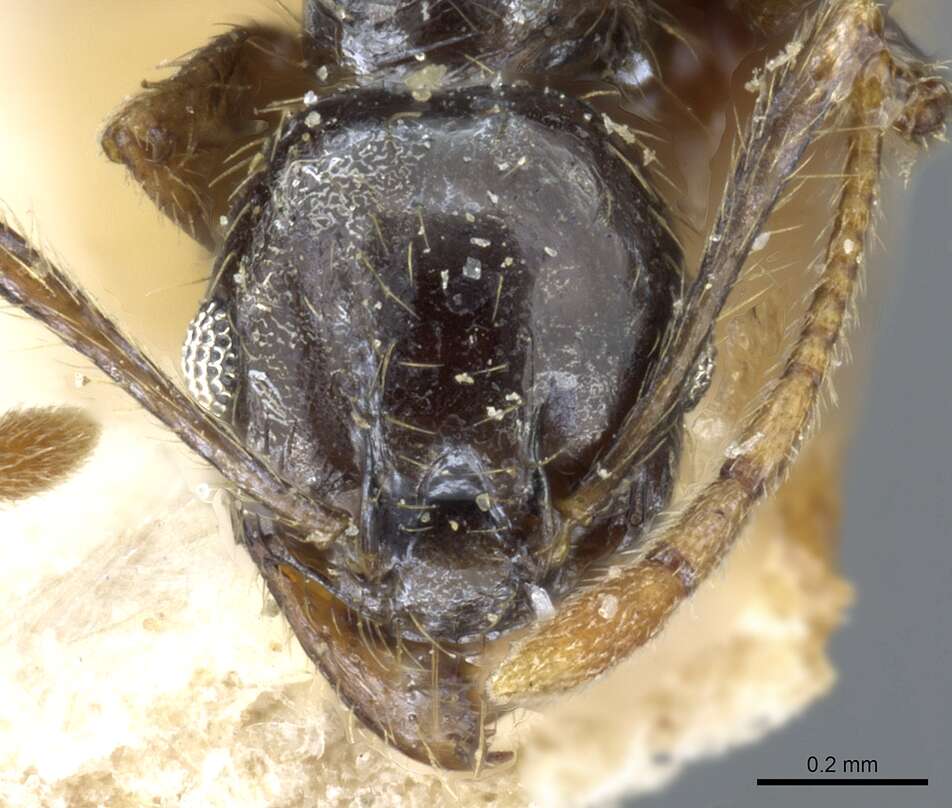 Image of Pheidole xocensis Forel 1913