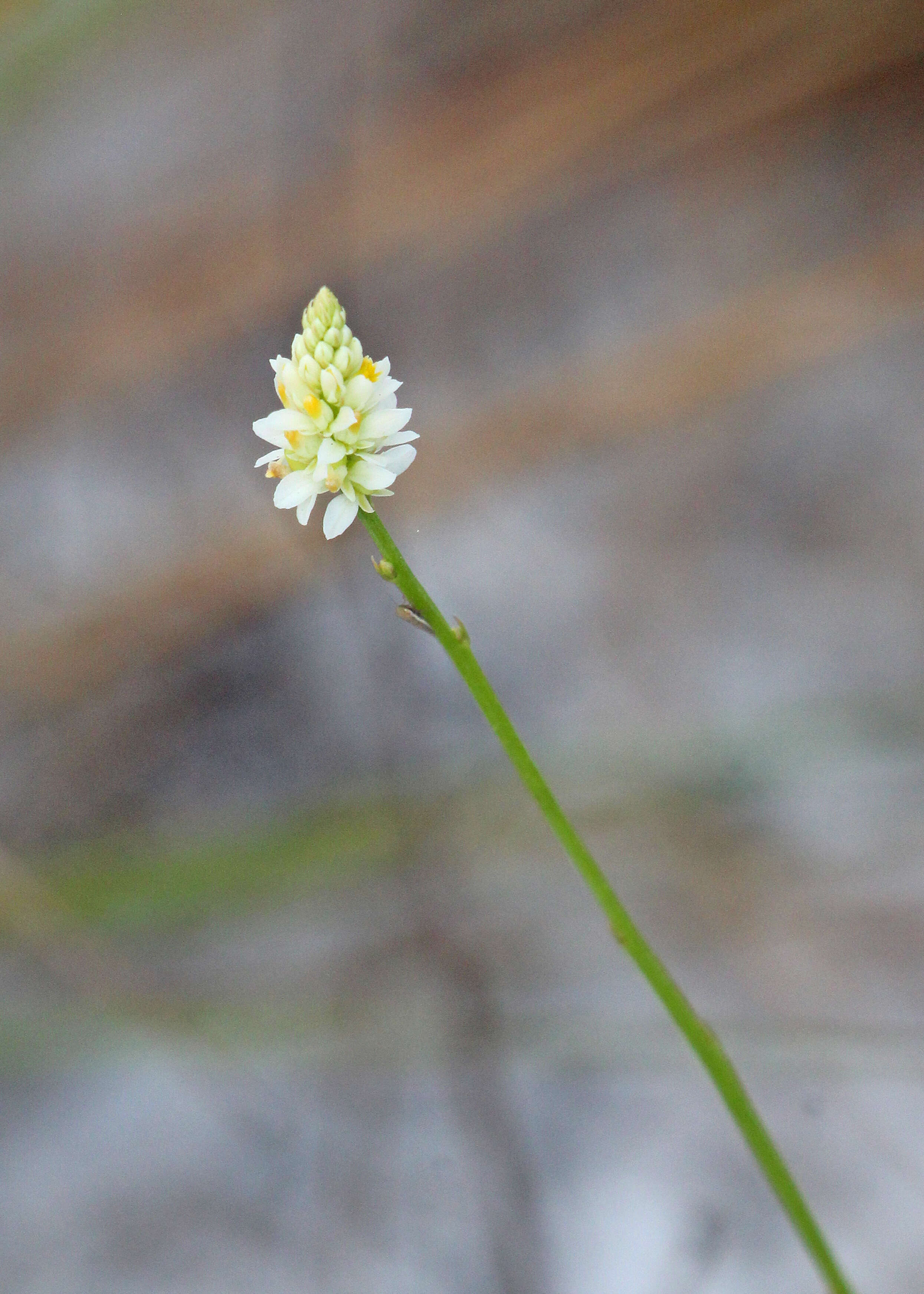 Plancia ëd Polygala setacea Michx.