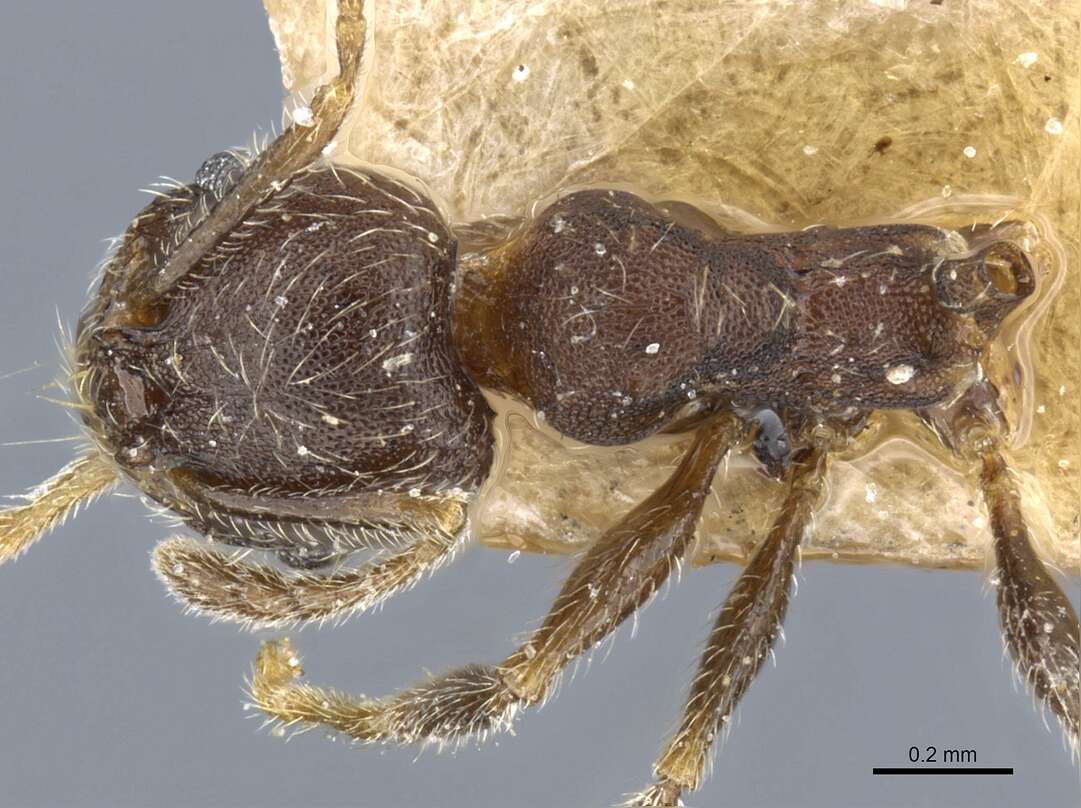 Image de Pheidole arnoldi Forel 1913