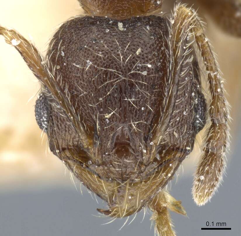 Image de Pheidole arnoldi Forel 1913