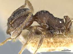 Image de Pheidole arnoldi Forel 1913