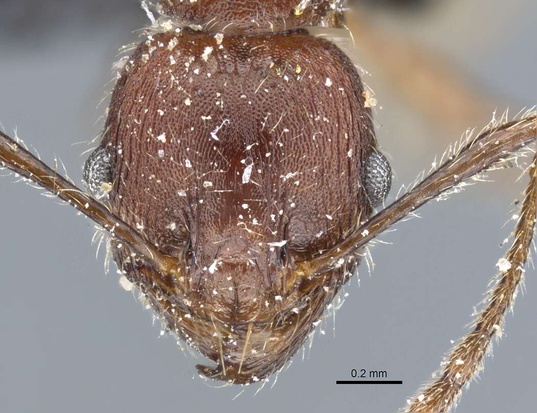 Plancia ëd Pheidole clavata (Emery 1877)