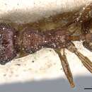 Image of Pheidole variolosa Emery 1892