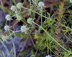 Imagem de Eryngium aromaticum Baldw.