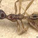 Image of Pheidole longicornis Emery 1888