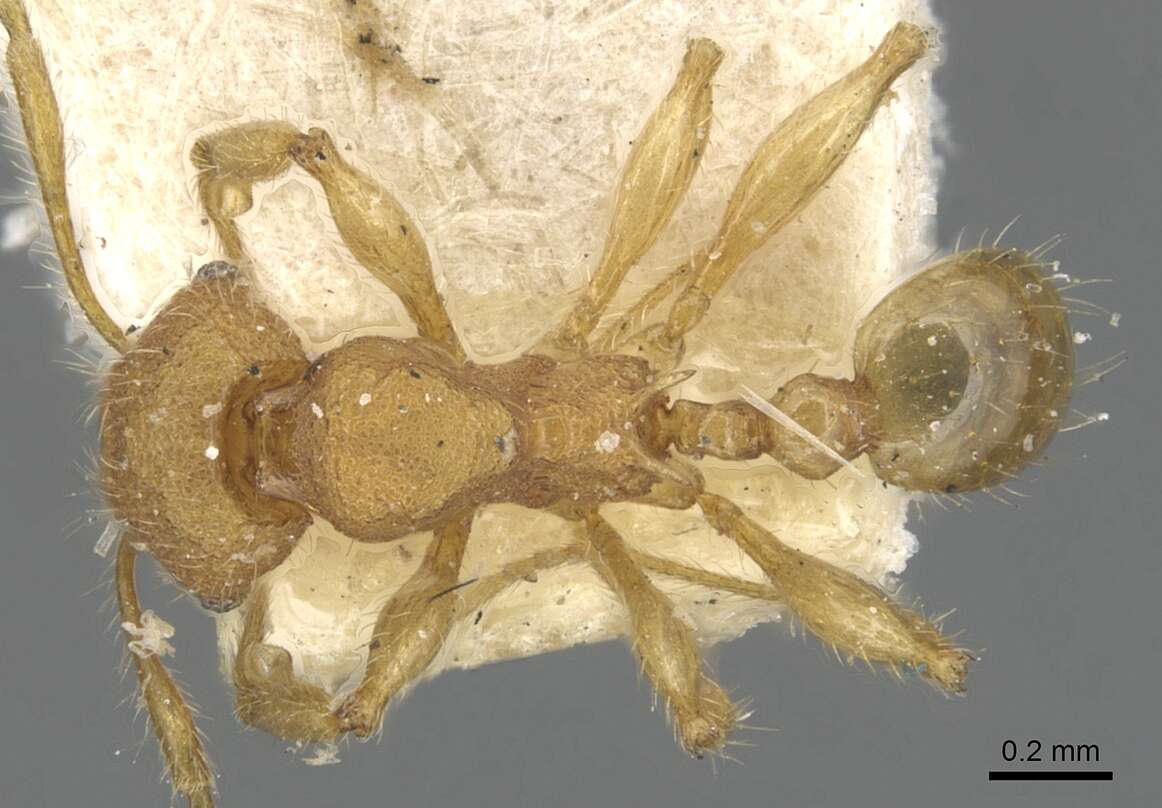 Image of Pheidole nodgii Forel 1905